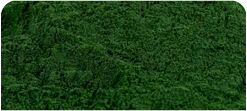 ORGANIC CHLORELLA (CRACKED CELL) POWDER